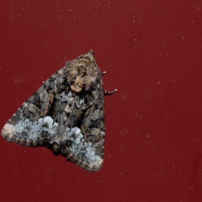 Oligia sp., IT, San Leonardo, Jižní Tyrolsko