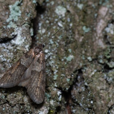 Tortricodes alternella (obaleč předjarní), Žebětín
