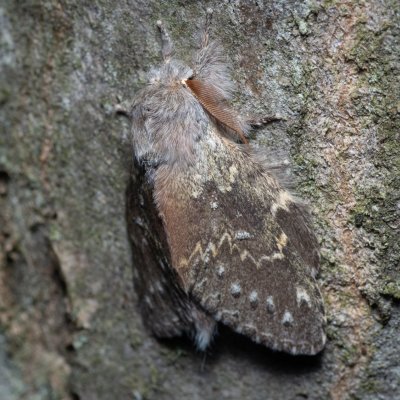 Stauropus fagi (hranostajník bukový), Augšperský potok