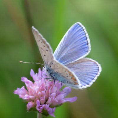 Polyommatus icarus (modrásek jehlicový), Dukovany