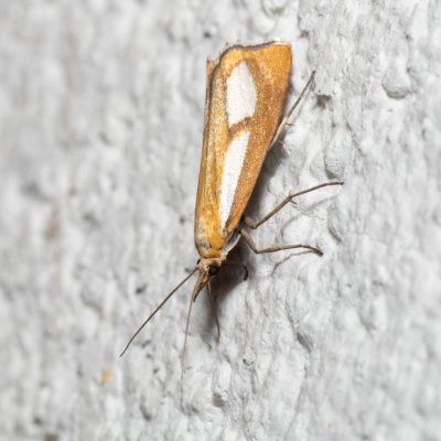 Catoptria conchella (-), IT, Pfelders - Plan, Jižní Tyrolsko