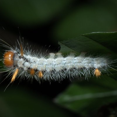 Colocasia coryli (běloskvrnka lísková), Kývalka