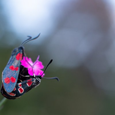 Zygaena filipendulae (vřetenuška obecná), Zygaena carniolica (vřetenuška ligrusová), PR Kamenný vrch