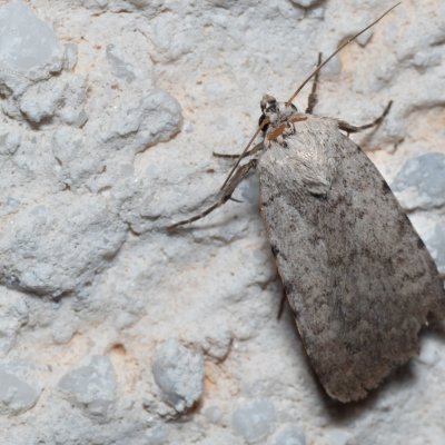 Caradrina sp., HR, Jablanac