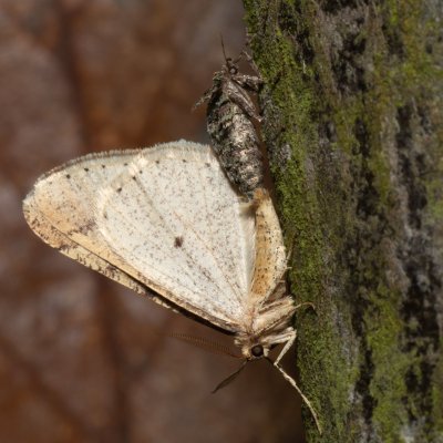 Agriopis marginaria (tmavoskvrnáč habrový), Žebětín