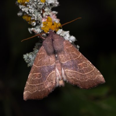 Atethmia ambusta (zlatokřídlec hrušňový), PP Kamenice u Hlohovce