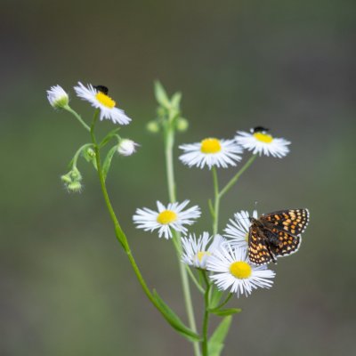 Melitaea athalia (hnědásek jitrocelový), Podkomorské lesy