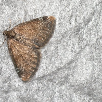 Perizoma alchemillata (píďalka konopicová), Augšperský potok