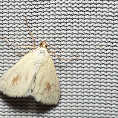 Sitochroa palealis (zavíječ zelenavý), PP Na cvičišti