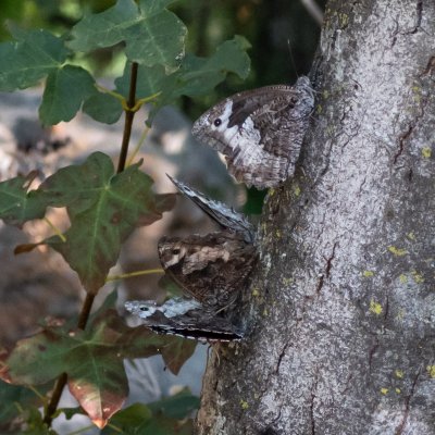 Hipparchia fagi (okáč medyňkový), HR, Jablanac