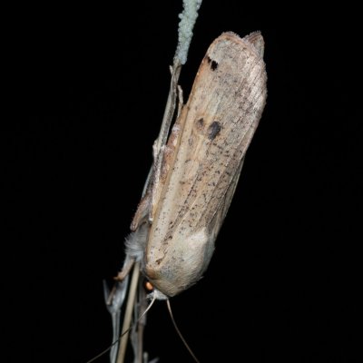 Noctua pronuba (osenice šťovíková), u PP Černice