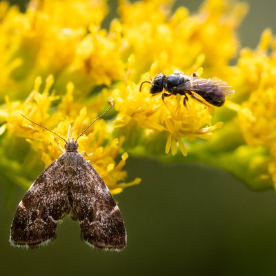 Anthophila fabriciana (molověnka kopřivová), Helenčino údolí