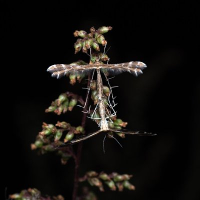 Oxyptilus distans (pernatuška škardová), PP Pánov