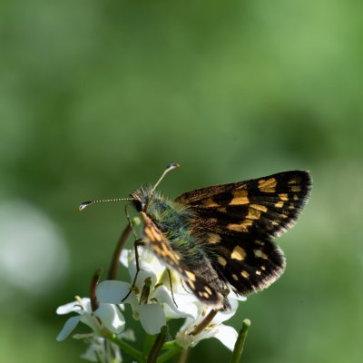 Carterocephalus palaemon (soumračník jitrocelový), Podkomorské lesy, Kopeček