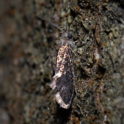 Eriocranioidea sp., Helenčina studánka