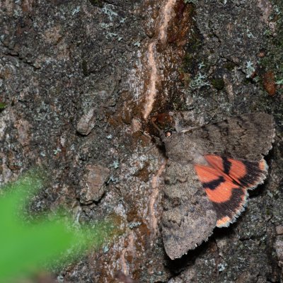 Catocala puerpera (stužkonoska vzácná), Hády - Ruženin lom