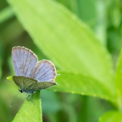 Cupido argiades (modrásek štírovníkový), Bosonohy