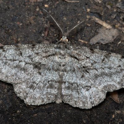 Hypomecis roboraria (různorožec dubový), Augšperský potok