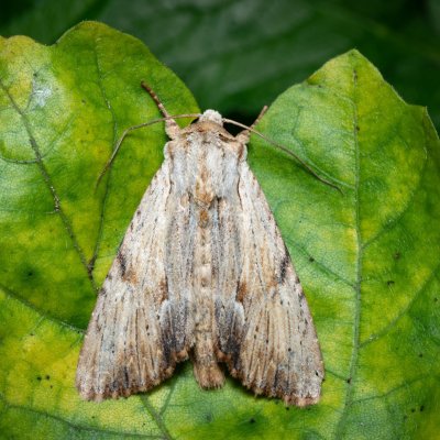 Apamea lithoxylea (šedavka žlutavá), Nebovidy