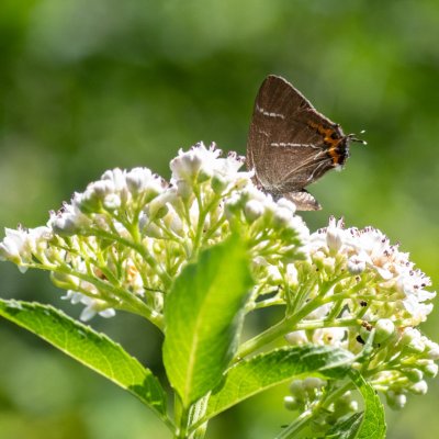 Satyrium w-album (ostruháček jilmový), Helenčino údolí