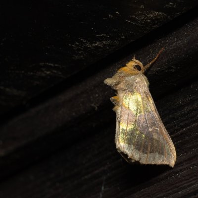 Diachrysia chrysitis (kovolesklec šedivkový), SK, Štôla