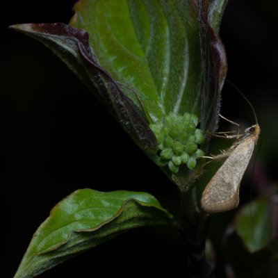 Nematopogon swammerdamellus (adéla dubová), PP Kavky