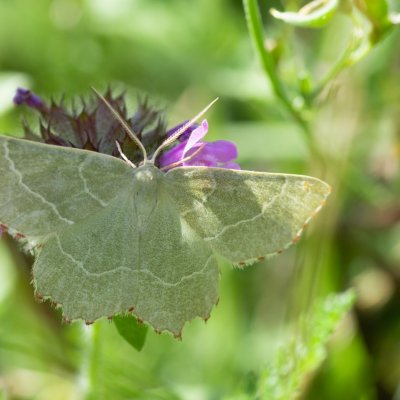 Thalera fimbrialis (zelenopláštník mateřídouškový), Hády