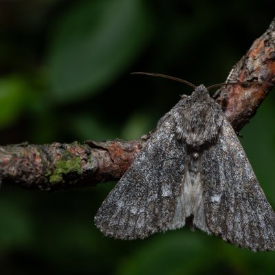 Acronicta menyanthidis (šípověnka vachtová), NPR Radostínské rašeliniště