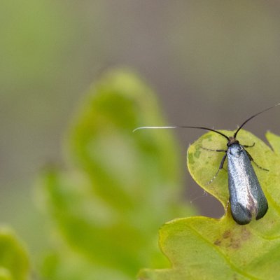 Adela reaumurella (adéla zelená), Podkomorská myslivna