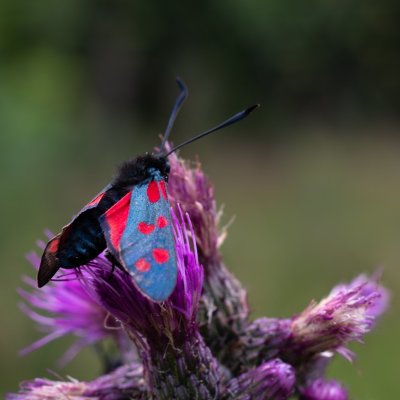 Zygaena filipendulae (vřetenuška obecná), SK, Štôla