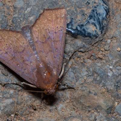 Rusicada sp., TH, Khao Sok