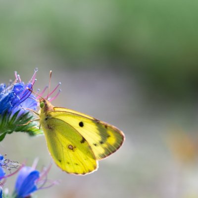 žluťásek jižní?, Hornek