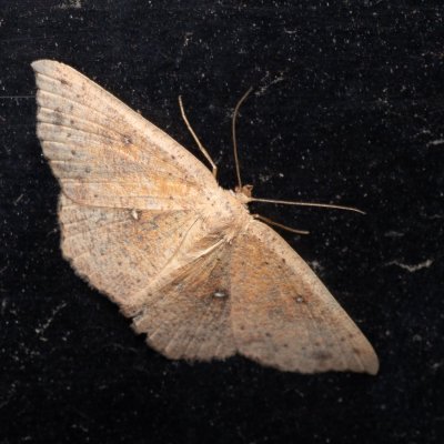 Cyclophora porata (očkovec březový), u PP Černice