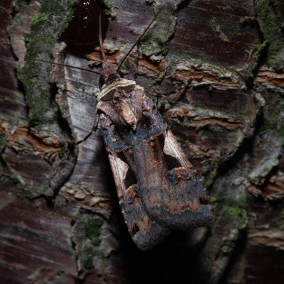 Xestia c-nigrum (osenice černé C), PR Kamenný vrch