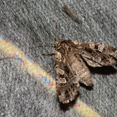 Pachetra sagittigera (můra řebříčková), Havranické vřesoviště