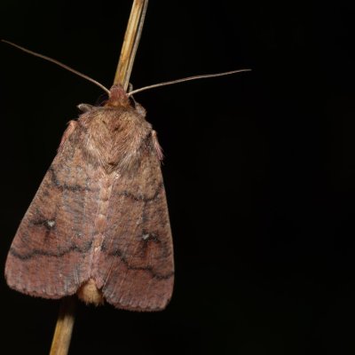 Mythimna turca (plavokřídlec mokřadní), PP Na cvičišti