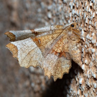 Selenia lunularia (zejkovec maliníkový), IT, Kuens, Jižní Tyrolsko