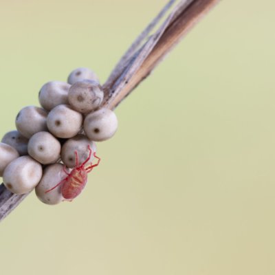Macrothylacia rubi (bourovec ostružiníkový), PP Skalky u Sedlece