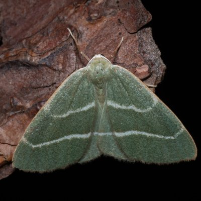 Hylaea fasciaria (běločárník smrkový), NPR Radostínské rašeliniště