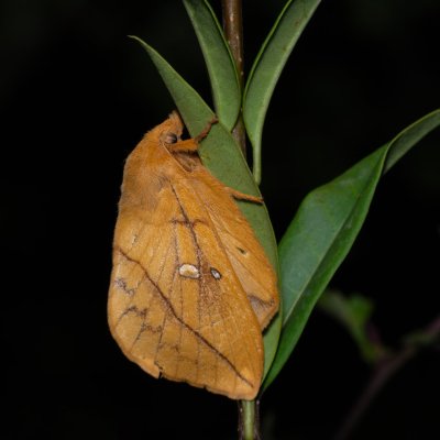 Euthrix potatoria (bourovec trávový), PP Skalky u Sedlece