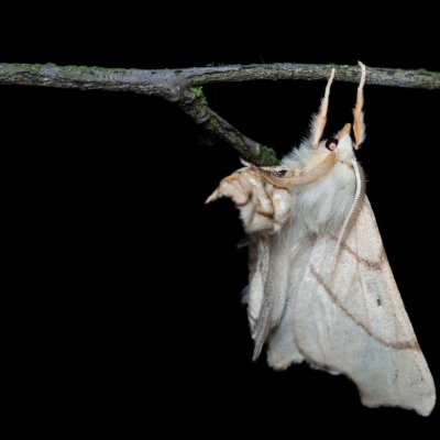 Ennomos erosaria (zejkovec lipový), Helenčina studánka