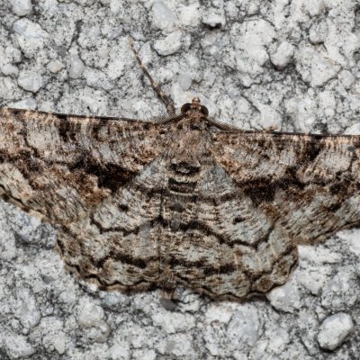 Peribatodes umbraria (různorožec nápadný), HR, Jablanac