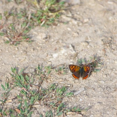 Lycaena phlaeas (ohniváček černokřídlý), Havranické vřesoviště