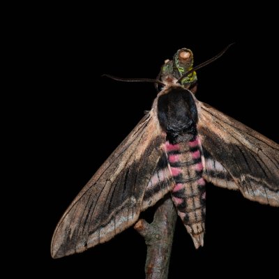 Sphinx ligustri (lišaj šeříkový), PP Skalky u Sedlece