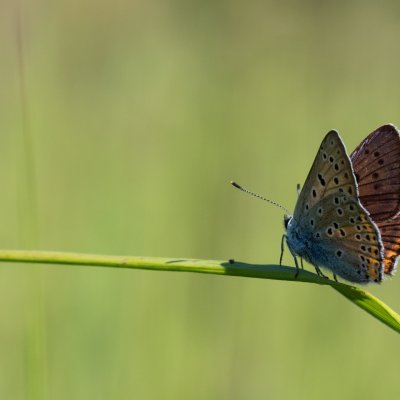 Lycaena alciphron (ohniváček modrolesklý), SK, Štôla
