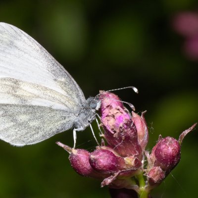 Leptidea juvernica/sinapis (bělásek luční/hrachorový), PR Kamenný vrch