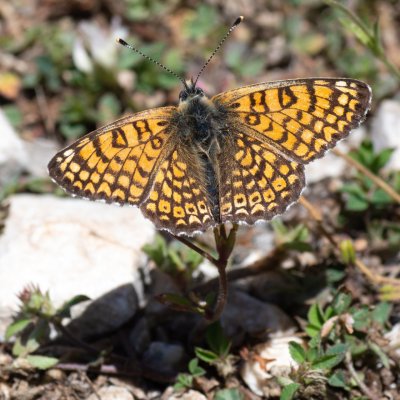 Melitaea cinxia (hnědásek kostkovaný), GR, Pantokrator, Korfu