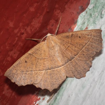 Gerinia honoraria (běločárník dubový), GR, Makrata, Korfu