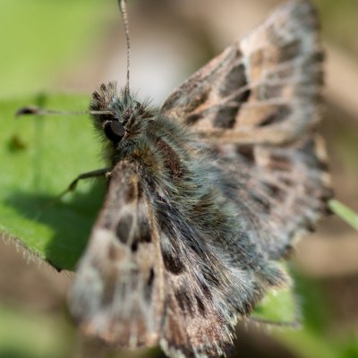 Carcharodus alceae (soumračník slézový), PP Hochberk