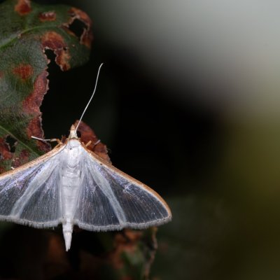 Palpita vitrealis (zavíječ průsvitný), HR, Jablanac
